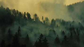 A misty forest with trees and a foggy sky photo