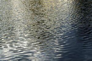 The texture of ripples on the water in a pond illuminated by the setting sun. Natural background. photo