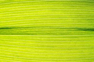 Macro shot of lily of the valley leaf. Foliage abstract background. photo