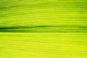 Macro shot of lily of the valley leaf. Foliage abstract background. photo