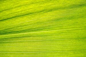 Macro shot of lily of the valley leaf. Foliage abstract background. photo