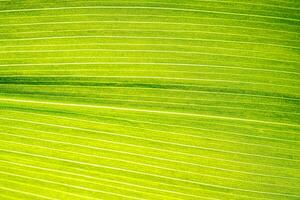 Macro shot of lily of the valley leaf. Foliage abstract background. photo