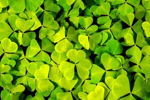 Background with green clover leaves for Saint Patrick's day. Abstract backdrop for design with a shamrock. Sping nature pattern. photo