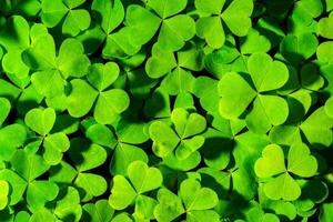 Background with green clover leaves for Saint Patrick's day. Abstract backdrop for design with a shamrock. Sping nature pattern. photo