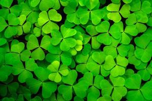Background with green clover leaves for Saint Patrick's day. Abstract backdrop for design with a shamrock. Sping nature pattern. photo