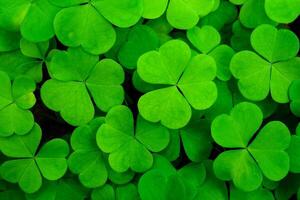 Background with green clover leaves for Saint Patrick's day. Abstract backdrop for design with a shamrock. Sping nature pattern. photo