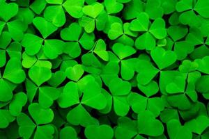 Background with green clover leaves for Saint Patrick's day. Abstract backdrop for design with a shamrock. Sping nature pattern. photo