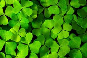 Background with green clover leaves for Saint Patrick's day. Abstract backdrop for design with a shamrock. Sping nature pattern. photo
