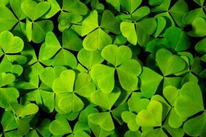 Background with green clover leaves for Saint Patrick's day. Abstract backdrop for design with a shamrock. Sping nature pattern. photo