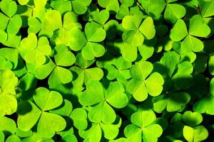 Background with green clover leaves for Saint Patrick's day. Abstract backdrop for design with a shamrock. Sping nature pattern. photo