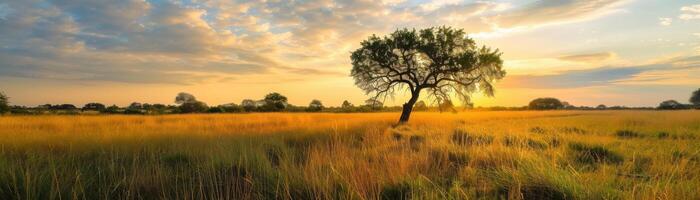 A field of tall grass with a few trees in the background photo