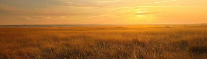 A field of tall grass with a few trees in the background photo