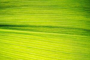 Macro shot of lily of the valley leaf. Foliage abstract background. photo