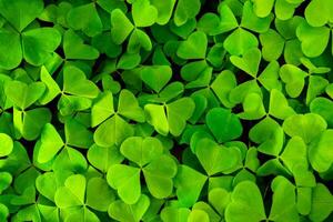 Background with green clover leaves for Saint Patrick's day. Abstract backdrop for design with a shamrock. Sping nature pattern. photo