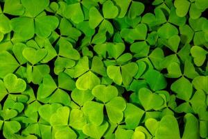 Background with green clover leaves for Saint Patrick's day. Abstract backdrop for design with a shamrock. Sping nature pattern. photo