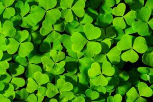 Background with green clover leaves for Saint Patrick's day. Abstract backdrop for design with a shamrock. Sping nature pattern. photo