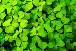 Background with green clover leaves for Saint Patrick's day. Abstract backdrop for design with a shamrock. Sping nature pattern. photo