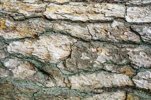 Close-up texture of gray pine treebark. Absract nature background. photo