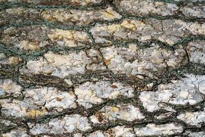 Close-up texture of gray pine treebark. Absract nature background. photo