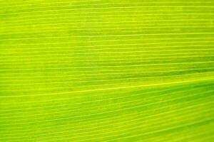 Macro shot of lily of the valley leaf. Foliage abstract background. photo