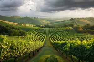 Vineyard panorama sprawling fields grapevines scenic landscape photo