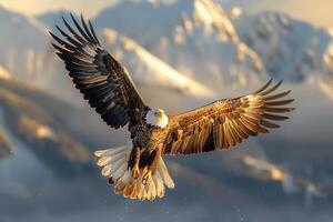 Majestic eagle soaring high mountain background wildlife flight photo
