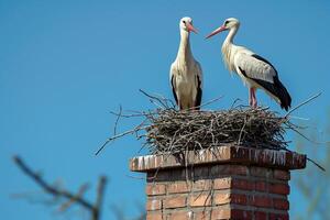 A pair of beautiful storks stands in a nest against a cloudy blue sky photo