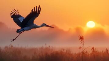 a beautiful stork soars over a field with fog spreading over it at dawn photo