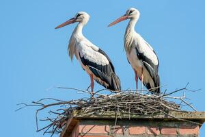 A pair of beautiful storks stands in a nest against a cloudy blue sky photo