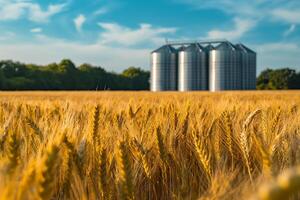 Modern elevator for storing grain against the background of a golden wheat field photo