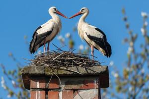 A pair of beautiful storks stands in a nest against a cloudy blue sky photo