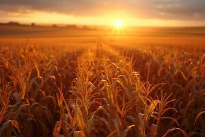 ripe corn field in the rays of sunny sunset light photo