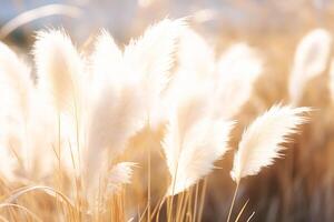 sunlight breaks through the fluffy branches of pampas grass photo