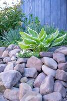 Green plant in the garden with pebbles and stones on the ground photo