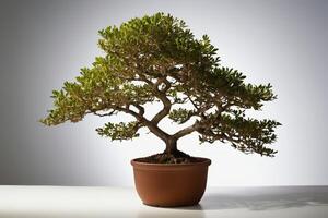 Bonsai tree in a pot on a white table and white background photo