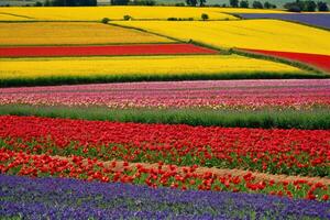 Fields of beautiful colorful wildflowers at sunset are an amazing sight photo