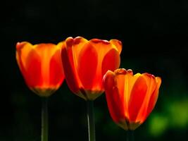 red tulips in the garden in backlit sunlight photo