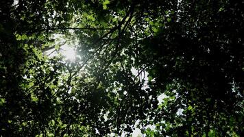 Sunlight Filtering Through Lush Green Tree Canopy in a Forest Setting video