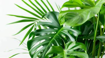 Vibrant green Monstera and palm leaves against a bright, white background photo
