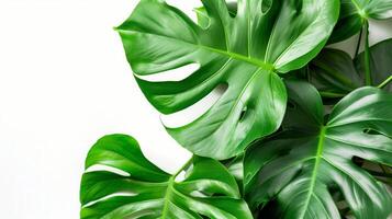 Exotic monstera leaf design on a white background photo