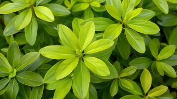 Close up of green leaves in the garden. Natural background and texture photo