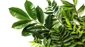 Tropical foliage on white background, a botanical decor theme photo