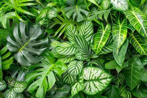 Top view of green leaves background, nature and environment concept with text space photo