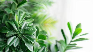 Close up of green plant with blurred background and copy space for text photo