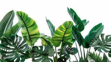 Closeup of vibrant green foliage on a white background photo