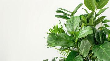Green houseplants on white background with copy space for text photo