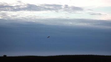 Lone Seagull Flying In Cloudy Overcast Sky At Dusk Newport Oregon Handheld video
