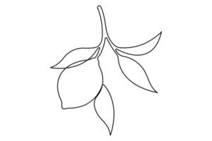 Lemon continuous one single line art drawing of organic healthy fruit concept vector