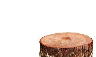 The natural stump is cut smooth. Isolated on a white background photo