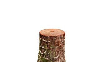 The natural stump is cut smooth. Isolated on a white background photo